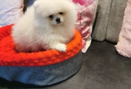 Pomeranian piesek typ misia 