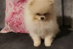 Pomeranian piesek typ misia 