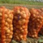 Ukraina.Ziemniaki 0,25 zl/kg,kapusta 0,40 zl/kg biala,czerwona.Grunty,PGR-y