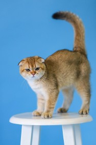 Ekskluzywne Kocięta Scottish Fold i Straight – Gotowe na Kochający Dom!-2