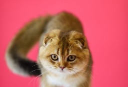 Ekskluzywne Kocięta Scottish Fold i Straight – Gotowe na Kochający Dom!