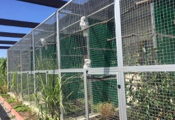 Ary, Kakadu, hodowla papug Park Papug Krków