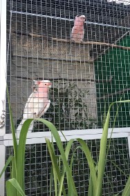 Ary, Kakadu, hodowla papug Park Papug Kraków-2
