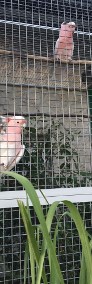 Ary, Kakadu, hodowla papug Park Papug Krków-3