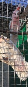 Ary, Kakadu, hodowla papug Park Papug Krków-4