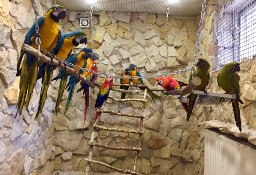 Ary, Kakadu, hodowla papug Park Papug Krków