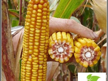 Kukurydza CEWEL po jęczmieniu FAO 160 Oseva-2