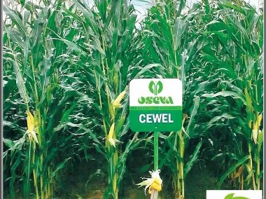 Kukurydza CEWEL po jęczmieniu FAO 160 Oseva-1