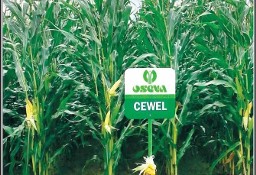 Kukurydza CEWEL po jęczmieniu FAO 160 Oseva
