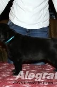 Labrador,labradory ,czarne szczenięta po rodzicach z USA-2