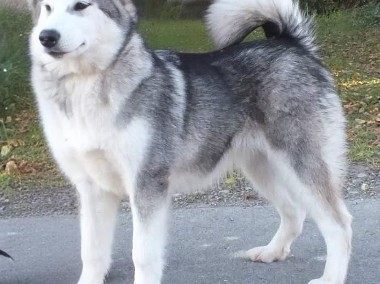 Alaskan Malamute -1