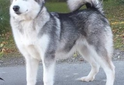 Alaskan Malamute 