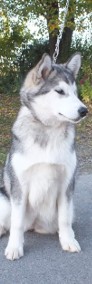 Alaskan Malamute -3