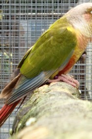 rudosterka zielonolica młode do oswojenia jak i dojrzałe na lęgi papuga papugi -2