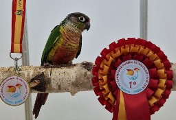 rudosterka zielonolica młode do oswojenia jak i dojrzałe na lęgi papuga papugi 