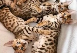 Kocięta Bengal Cats whataspp (+34 622 18 50 90)