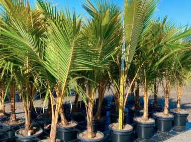  Palma kokosowa egzotyczna 2,4 metra wysoka rośliny tropikalne drzewa do ogrodu-1