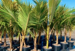  Palma kokosowa egzotyczna 2,4 metra wysoka rośliny tropikalne drzewa do ogrodu