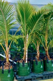  Palma kokosowa egzotyczna 2,4 metra wysoka rośliny tropikalne drzewa do ogrodu-2