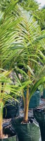  Palma kokosowa egzotyczna 2,4 metra wysoka rośliny tropikalne drzewa do ogrodu-3