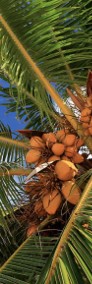  Palma kokosowa egzotyczna 2,4 metra wysoka rośliny tropikalne drzewa do ogrodu-4