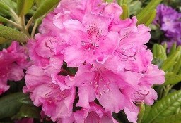 Różanecznik 'Haaga/Rhododendron 'Haaga C5 
