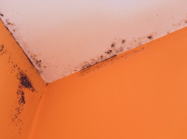 Usuwanie grzyba ze ściany Racibórz. Odgrzybianie mieszkania z pleśni Kastelnik-1