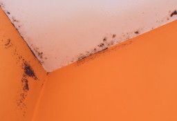 Usuwanie grzyba ze ściany Racibórz. Odgrzybianie mieszkania z pleśni Kastelnik