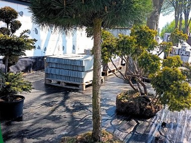 Bonsai - Pinus Nigra ~150 cm-1