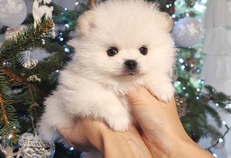 Szpic miniaturowy pomeranian 