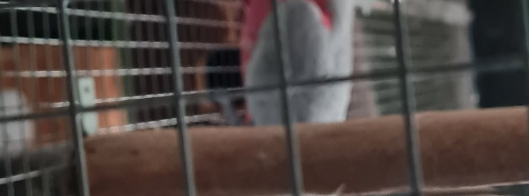 Kakadu ręcznie karmione-1