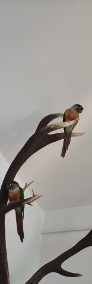 Rudosterki zielonolice - para. Rudosterka papuga-4