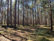 Działka leśna Łowyń