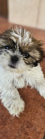 Śliczne szczeniaczki Shih tzu Chmurka i Chrupek-3