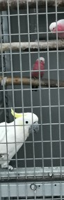 Kakadu Żółtoczuba Żółtolica Cacatua Sulphurea Cites Samiec 2021r DNA -3