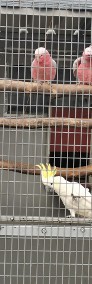 Kakadu Żółtoczuba Żółtolica Cacatua Sulphurea Cites Samiec 2021r DNA -4