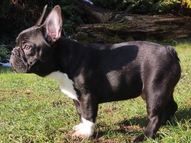 Piękny Buldog Francuski FCI Beautiful French Bulldog -1