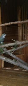  Papugi - Mnichy Nizinne - Ręcznie karmione!-3