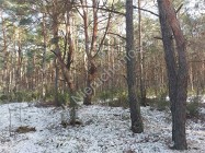 Działka leśna Radzymin