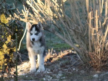 siberian husky -1