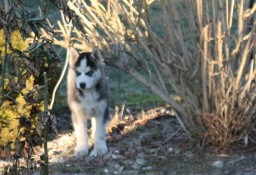 siberian husky 