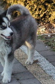 siberian husky -2