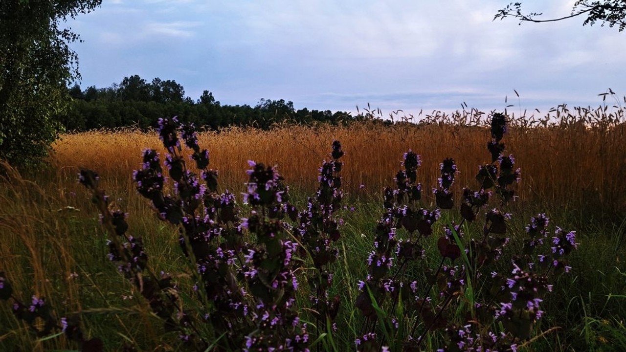 Działka na sprzedaż, 1080 m², Ciechanów, WOLA MŁOCKAmazowieckie