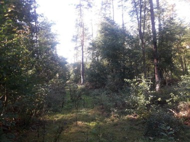 Działka leśna Rosnowo-1