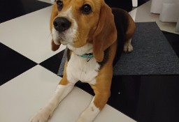 Suczka Beagle 1,5 roku.
