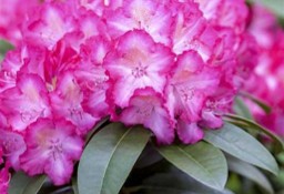  Różanecznik Sternzauber/Rhododendron 'Sternzauber' C5