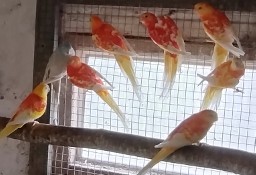 Papugi  świergotki 
