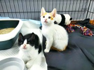 Dwa kotki pilnie poszukują kochających domów (dom niewychodzący)