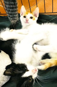 Dwa kotki pilnie poszukują kochających domów (dom niewychodzący)-2