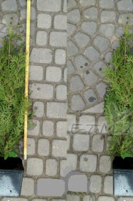 TUJA BRABANT THUJA BRABANT 25-50CM DONICA 0,5-1L DOSTAWA GRATIS POWYŻEJ 40 SZTUK-2